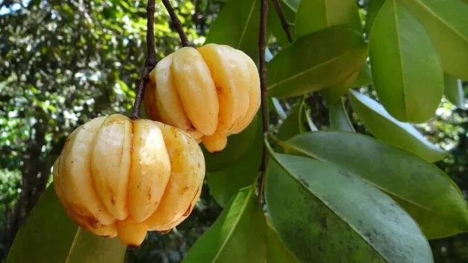 Garcinia Cambogia Fruit